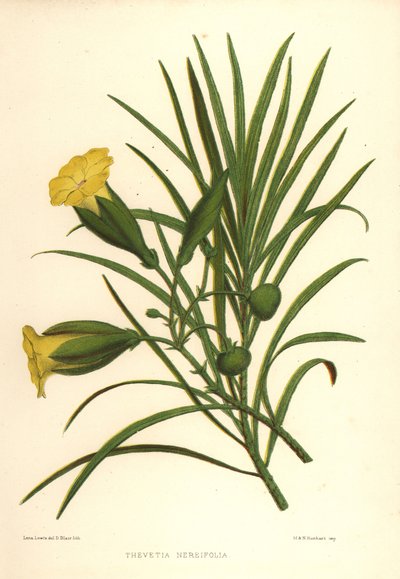Yellow Oleander or Lucky Nut, Thevetia Nerifolia by Unknown